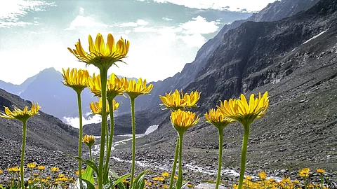 Arnica montana in the alps Arnika montana in den Alpen