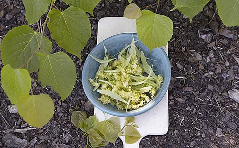 Lindenblüten in Schale