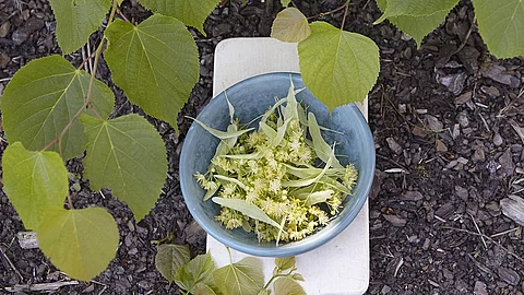 Lindenblüten in Schale
