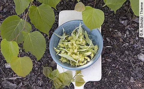 Lindenblüten in Schale