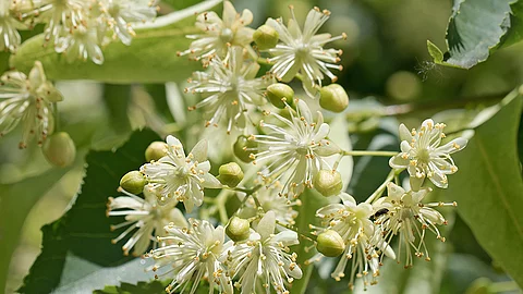 Lindenblüten