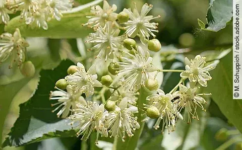 Lindenblüten