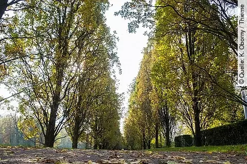 Kurpark, Bäume, Weg