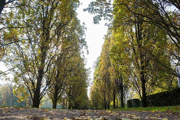 Kurpark, Bäume, Weg