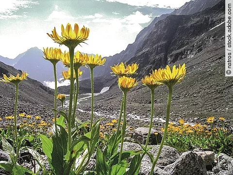 Arnika mit Bergen im Hintergrund.