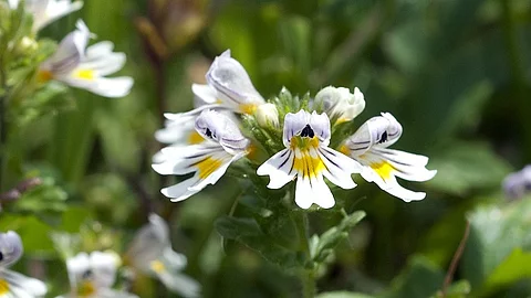 Augentrost, Euphrasia officinalis