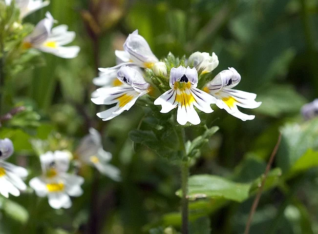 Augentrost, Euphrasia officinalis