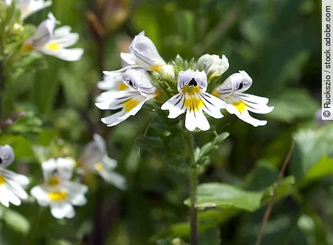 Augentrost, Euphrasia officinalis