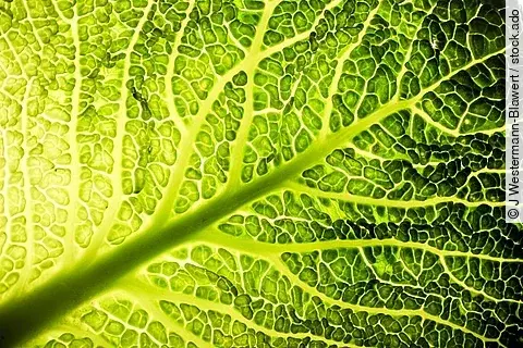 Wirsingblatt Makroaufnahme 