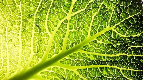 Wirsingblatt Makroaufnahme 