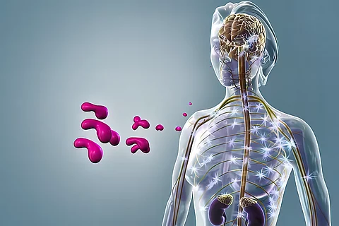 3D-Modell eines Menschen mit den Drüsen, die Cortisol bilden (Hirnanhangsdrüse, Nebennieren)