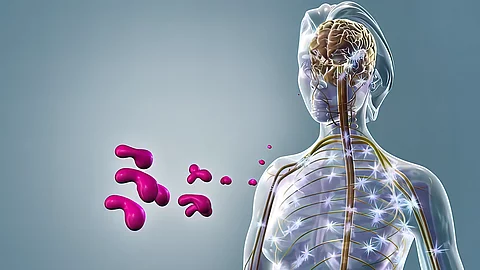 3D-Modell eines Menschen mit den Drüsen, die Cortisol bilden (Hirnanhangsdrüse, Nebennieren)