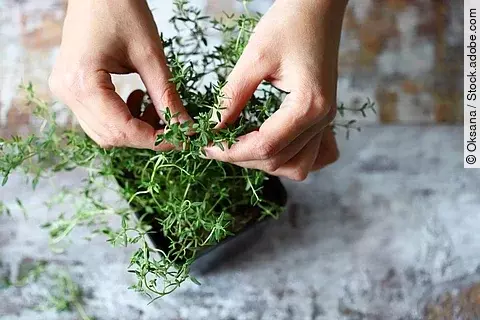Zwei Hände halten eine Zweig Thymian fest, der in einem Blumentopf wächst