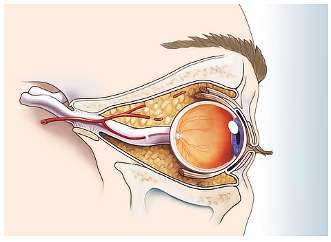 Illustration: das menschliche Auge im Querschnitt