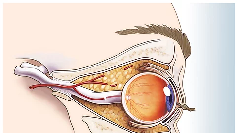 Illustration: das menschliche Auge im Querschnitt