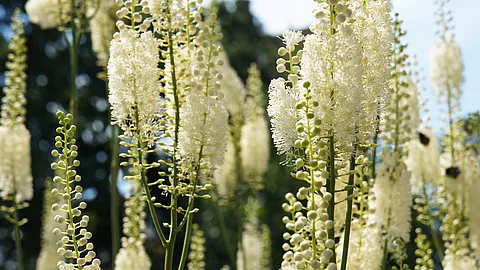 Blüten von Cimicifiga racemosa