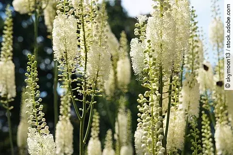 Blüten von Cimicifiga racemosa