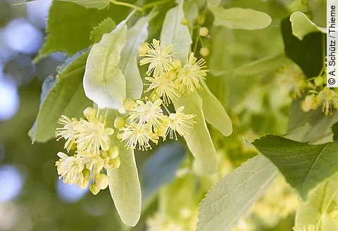 Lindenblüten