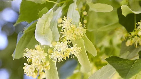 Lindenblüten