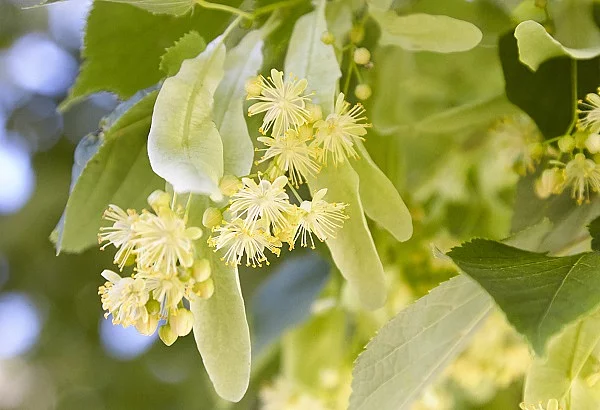 Lindenblüten