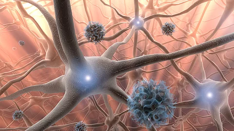 viren und nervenzellen 1 Nervenzellen, Neuronen (Illustration)