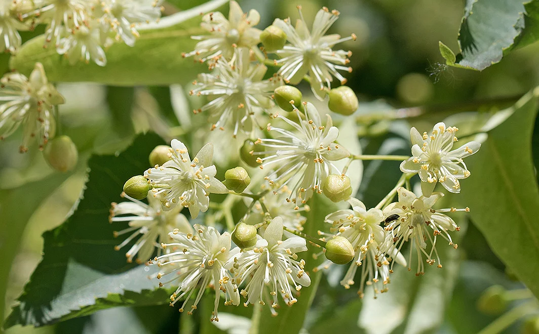 Lindenblüten in Nahaufnahme