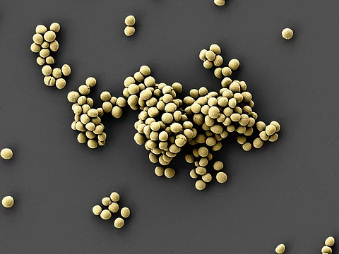 Rasterelektronenmikroskopische Aufnahme des Epifadin produzierenden Bakteriums Staphylococcus epidermidis