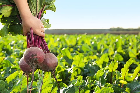 Landwirt ist auf dem Feld und erntet rote Beete.