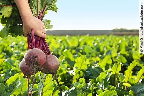 Landwirt ist auf dem Feld und erntet rote Beete.