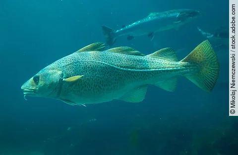 Schwimmender Kabeljau in der Ostsee