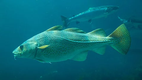 Schwimmender Kabeljau in der Ostsee