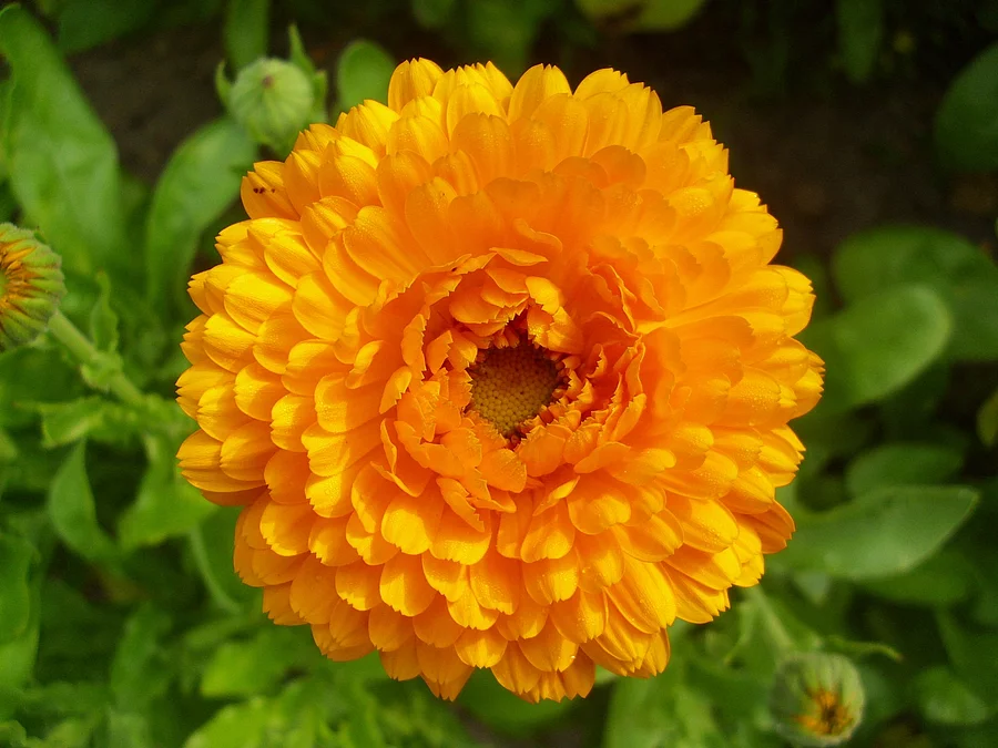 Orange-gelbe Blüte einer Ringelblume