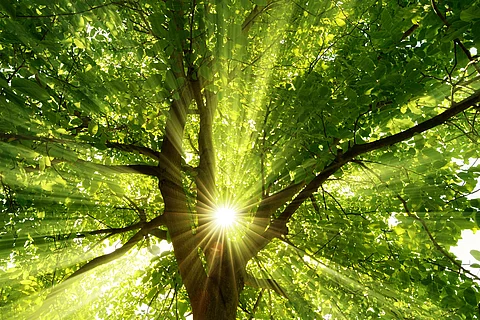 Sonne strahlt durch einen Baum im Wald