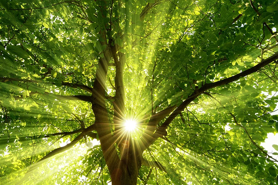 Sonne strahlt durch einen Baum im Wald
