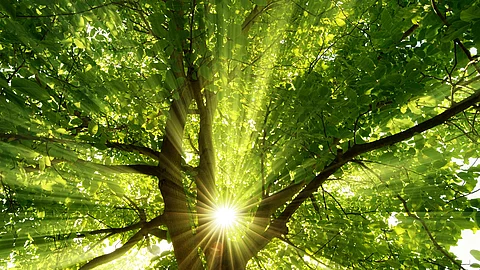 Sonne strahlt durch einen Baum im Wald