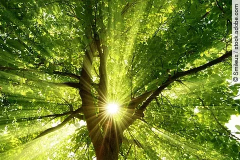 Sonne strahlt durch einen Baum im Wald