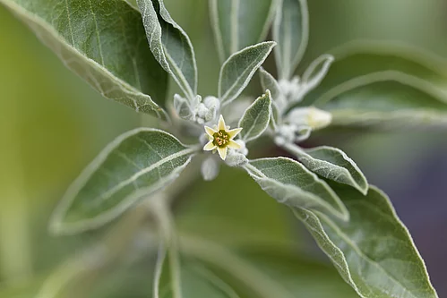 Ashwangandha-Blüte