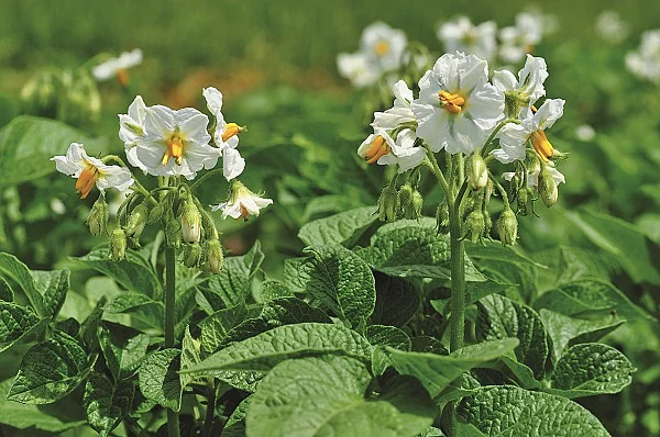 Kartoffelpflanze mit Blüten