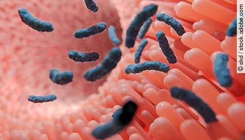 Darmschleimhaut und Darmzotten mit Bakterien