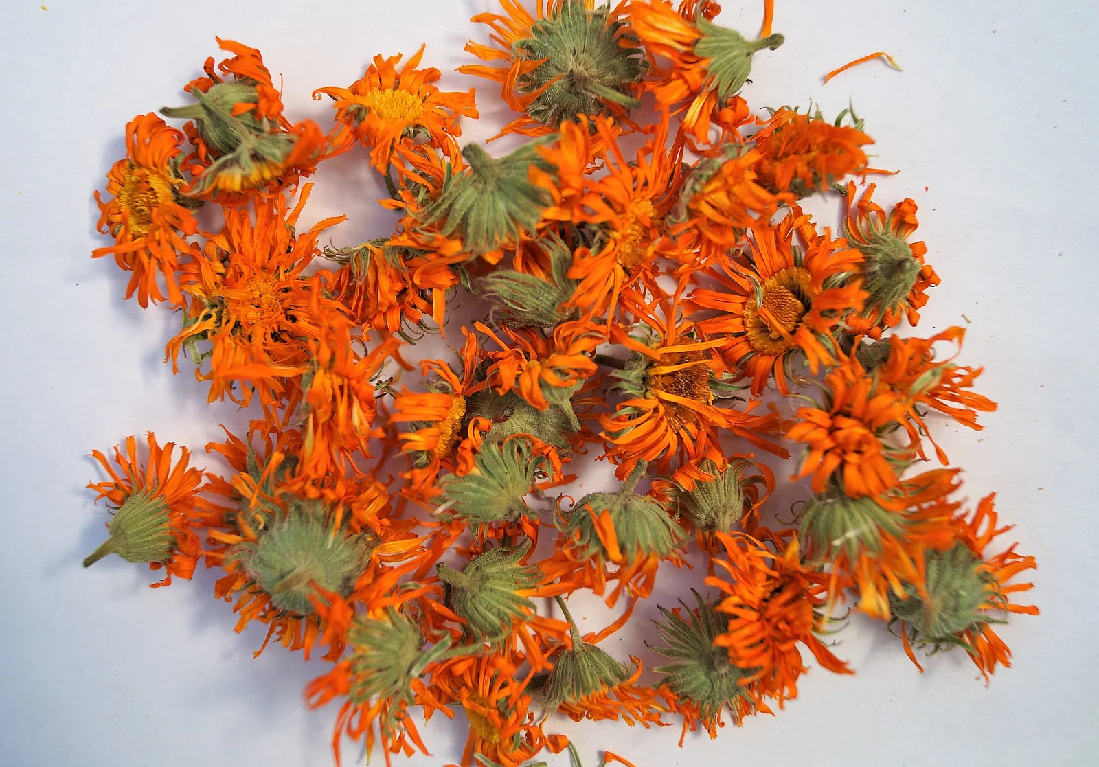 Angetrocknete orange Ringelblumenblüten auf hellem Untergrund