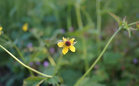 Einzelne gelbe Blüte der Nelkenwurz