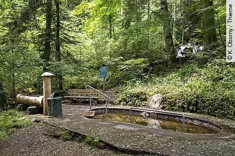 Kneipp-Tretbecken im Wald