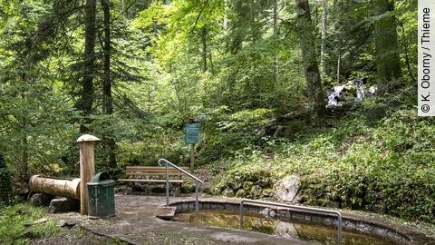 Kneipp-Tretbecken im Wald