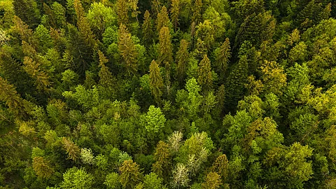 Vogelperspektive über Wald