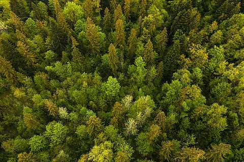 Vogelperspektive über Wald