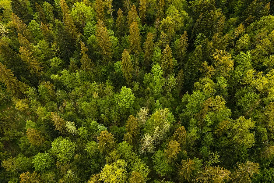 Aerial view of dark mixed pine and lush forest with green trees Vogelperspektive über Wald