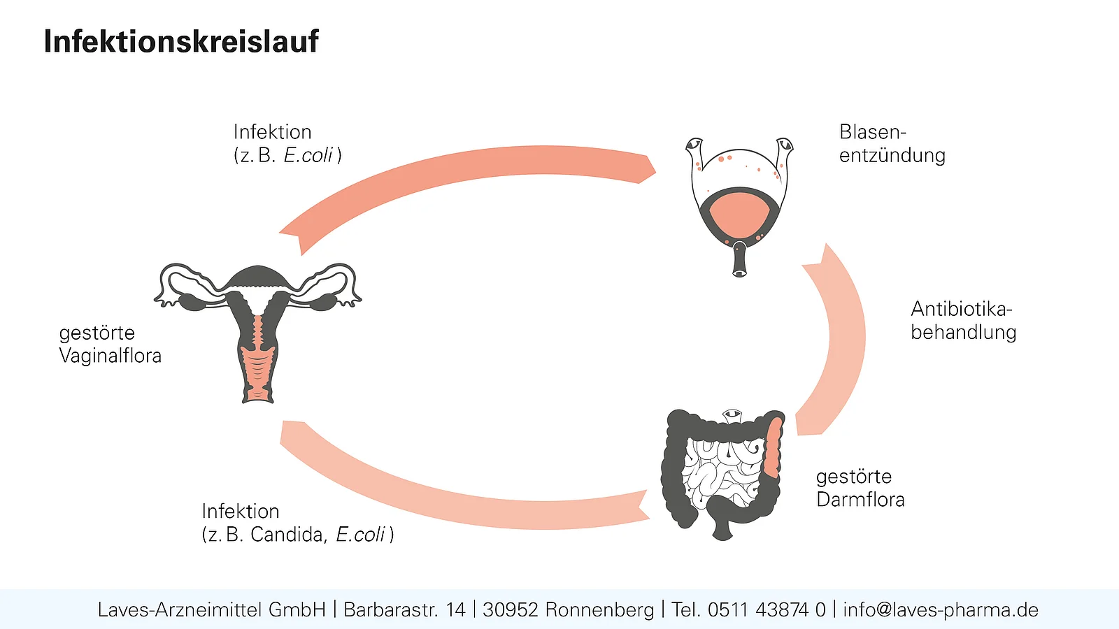 Grafik: Infektionskreislauf