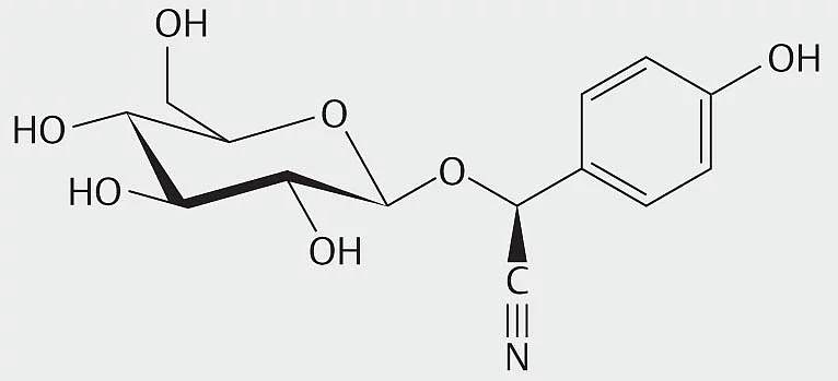 Das cyanogene Glykosid Dhurrin.