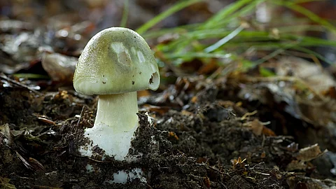 Grüner Knollenblätterpilz im Waldboden