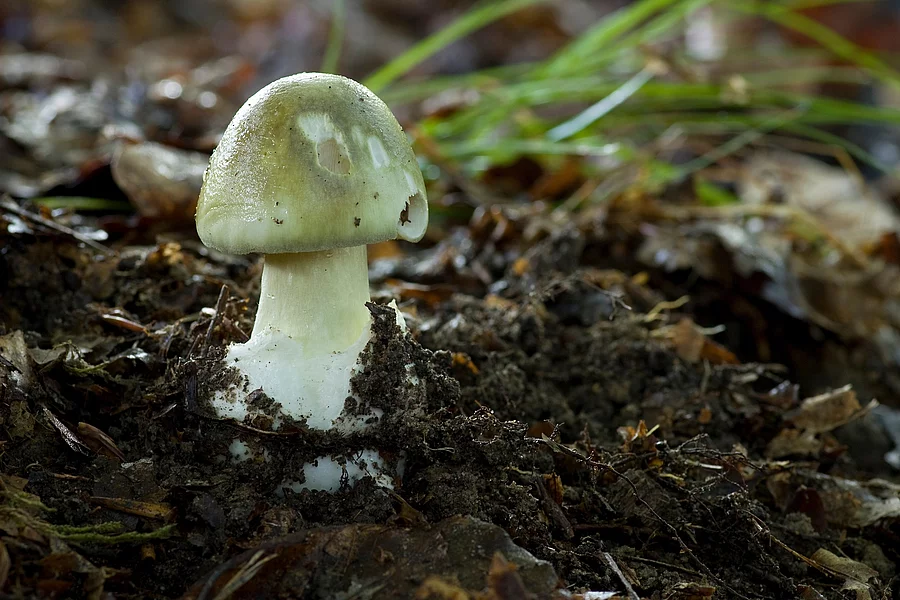 Grüner Knollenblätterpilz im Waldboden